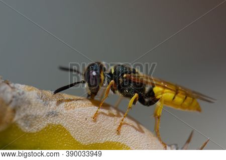 European Beewolf Philanthus Triangulum On A Cactus.