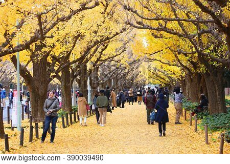 Tokyo, Japan - November 30, 2016: People Celebrate Ginkgo Avenue Autumn Foliage In Tokyo, Japan. Ich