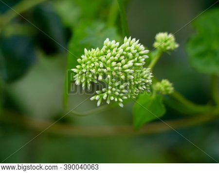 Tiny White Flowers Of Mikania Scandens Or Climbing Hempweed