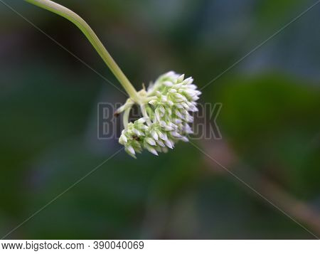 Tiny White Flowers Of Mikania Scandens Or Climbing Hempweed
