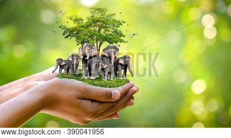 Concept Nature Reserve Conserve Wildlife Reserve Tiger Deer Global Warming Food Loaf Ecology Human H