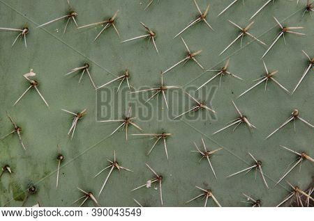 Detail Of A Pad Of The Cactus Opuntia Streptacantha.