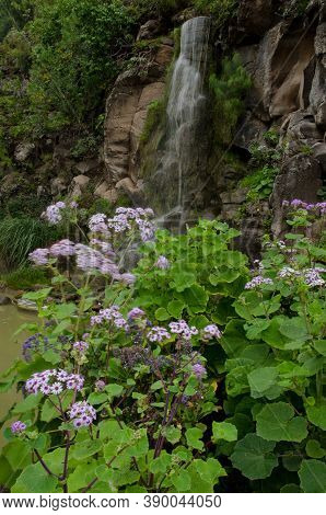 Plant Pericallis Webbii In Flower And Waterfall.