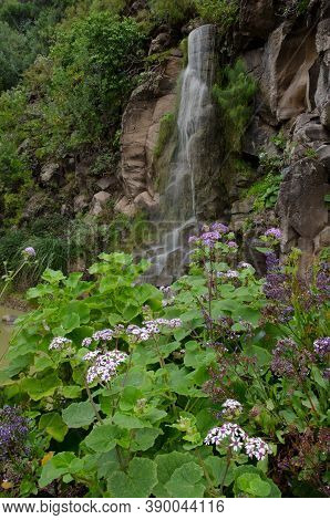 Plant Pericallis Webbii In Flower And Waterfall.