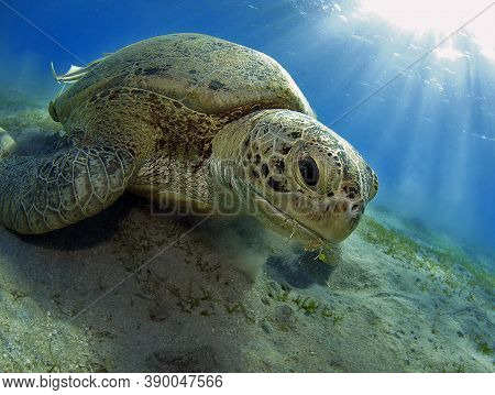 Green Turtle At The Bottom Of Red Sea