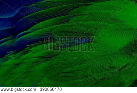 Beautiful Dark Green Viridian Vintage Color Trends Feather Texture Background