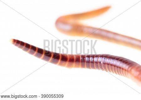 Earthworm Isolated On A White Background. Macro