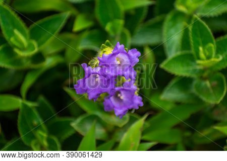 Neelakurinji I Flower S A Species That Synchronizes Its Flowering Period, But Within A Period Of Twe
