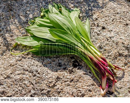 Young Fresh Wild Garlic Leave. Allium Ursinum, Known As Ramsons, Buckrams, Broad-leaved Garlic, Bear