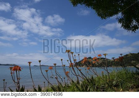 Scenic Man O War Bay beach with orange flowers in foreground on Waiheke Island New Zealand