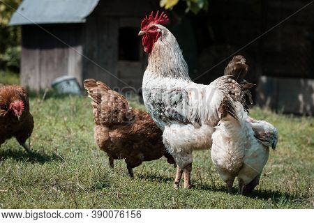 Farm Consept. White Rooster With Chickens On A Farmyard In The Grass.