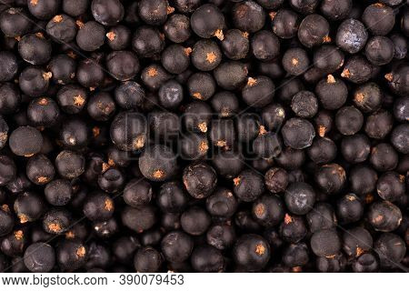 Dry Juniper Berries Background. Common Juniper Fruits.
