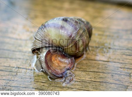 Marsh Snail, Viviparidae, Sits On A Wooden Walkway Above A Small Garden Pond.
