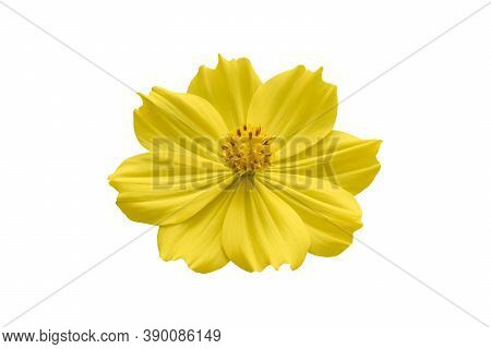 Beautiful Yellow Cosmos Flower (coreopsideae) Isolated On White Background. Object With Clipping Pat