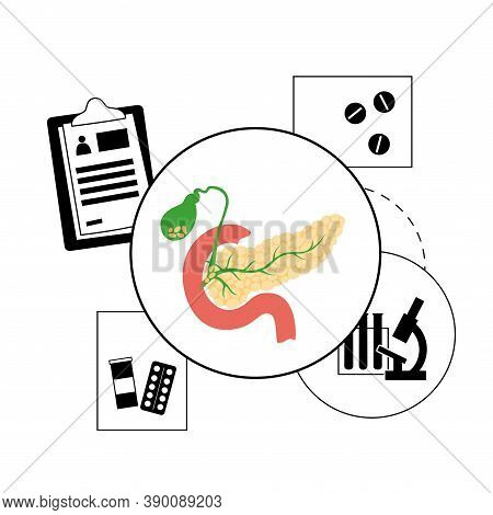 Pancreas, Duodenum And Gallbladder Anatomy In The Human Body. Digestive System Concept And Gastroint