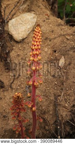 Pinedrops (pterospora Andromedea) Wildflower In Beartooth Mountains, Montana; A Root Parasite Depend