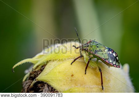 Southern Green Shield Bug Or Green Vegetable Bug (nezara Viridula) On Sunflower In The Garden