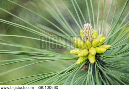 Cluster Of Pollen-bearing Male Cones At The Tip Of A Lodgepole Pine Branch. Young Lodgepole Pine Con