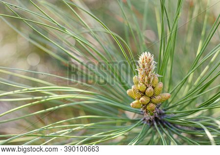 Cluster Of Pollen-bearing Male Cones At The Tip Of A Lodgepole Pine Branch. Young Lodgepole Pine Con