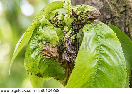 Branch Of Fruit Tree With Wrinkled Leaves Affected By Black Aphid. Cherry Aphids, Black Fly On Cherr
