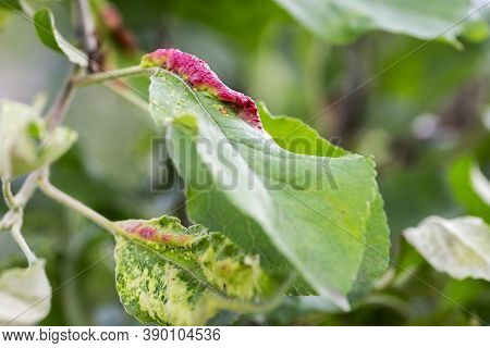 Fungal Diseases Of Fruit Trees. Taphrina Deformans. Leaves Of Fruit Trees With Leaf Curl Disease