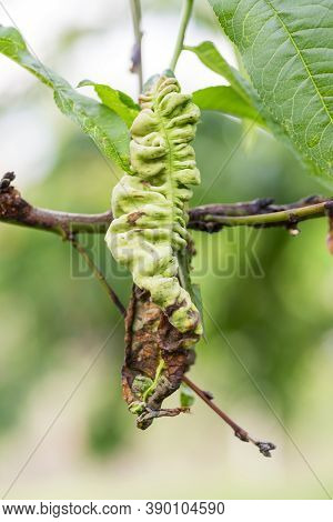 Fungal Diseases Of Fruit Trees. Taphrina Deformans. Leaves Of Fruit Trees With Leaf Curl Disease