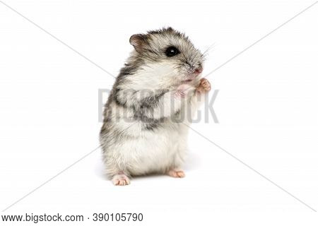 Small Domestic Hamster Isolated On White Background. Gray Syrian Hamster Stands On His Hind Legs Iso