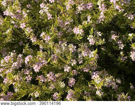 Photo Of The Flower Of Pink Confetti Bush Or Coleonema Pulchrum Hook.