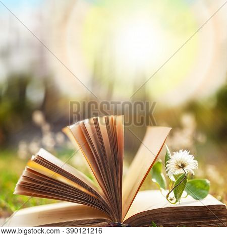 Opened Book.natural Background With An Open Book. Blurred Background Of An Open Book With A Flower B