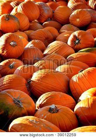 Stapel van rijp oranje pumpkins met stengels