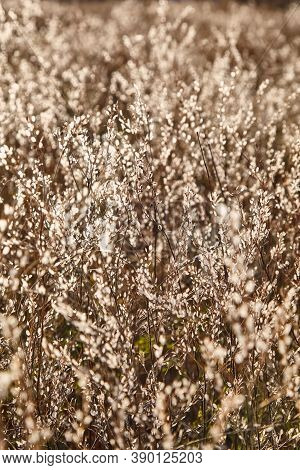Blurred Background With Dried Flowers In Brown Tones. Unobtrusive Abstract Natural Background. Field