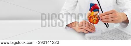 Cardiologist Wearing A Medical Coat With A Stethoscope Touching A Heart Anatomical Model. Concept Of
