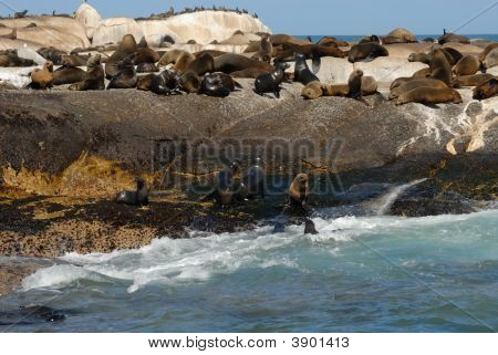 Seal Island, South Africa