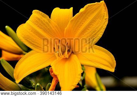 Orange Day Lily Exposes Its Splendor To The Morning Sun