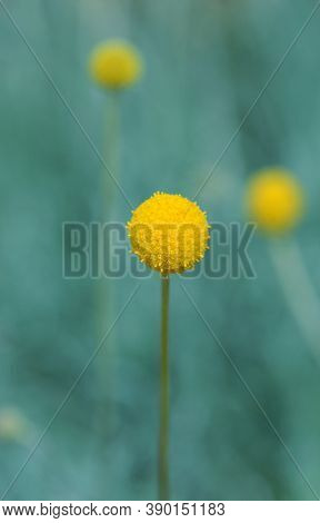 Single Australian Native Yellow Billy Button Flower Head, Craspedia Glauca, Daisy Family Asteraceae.