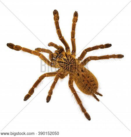 Top View Of Young Orange Baboon Tatantula Spider Aka Pterinochilus Murinus Rcf. Isolated On White Ba