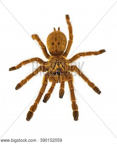 Top View Of Young Orange Baboon Tatantula Spider Aka Pterinochilus Murinus Rcf. Isolated On White Ba