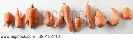 Banner Of Abnormal Ugly Organic Carrots On White. Concept Natural Vegetables.