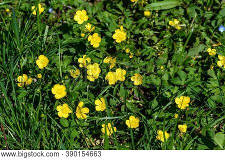 Close Up Of Delicate Yellow Flowers Of Ranunculus Repens Plant Commonly Known As The Creeping Butter