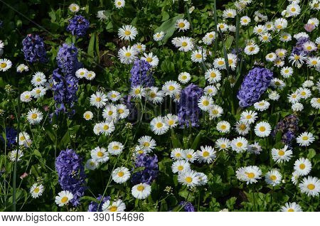 Close Up Of Many Large Blue Hyacinth Or Hyacinthus Flowers In Full Bloom And Small White Bellis Pere
