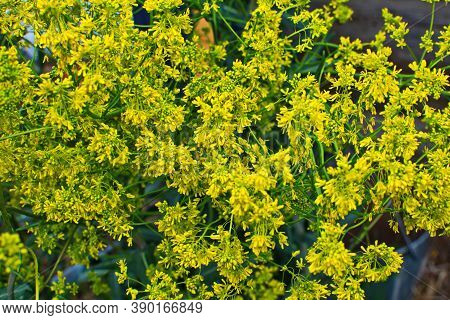 Woad In Flower (isatis Tinctoria) Known Also As Dyer's Woad Or Glastum.