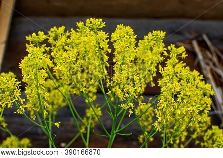 Woad In Flower (isatis Tinctoria) Known Also As Dyer's Woad Or Glastum.