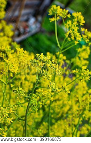 Woad In Flower (isatis Tinctoria) Known Also As Dyer's Woad Or Glastum.