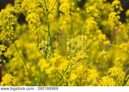 Woad In Flower (isatis Tinctoria) Known Also As Dyer's Woad Or Glastum.