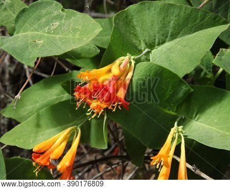 Orange Honeysuckle (lonicera Ciliosa) Wildflower In Wallowa Mountains, Oregon