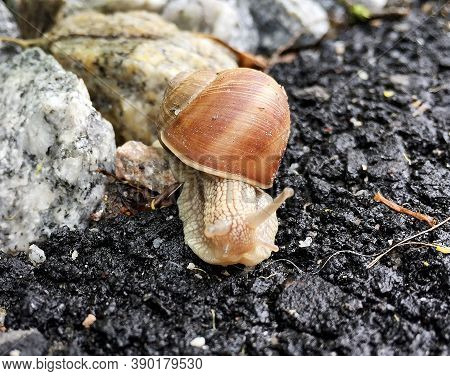 Small Garden Snail In Shell Crawling On Wet Road, Slug Hurry Home. Snail Slug Consist Of Edible Tast