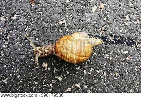 Small Garden Snail In Shell Crawling On Wet Road, Slug Hurry Home. Snail Slug Consist Of Edible Tast