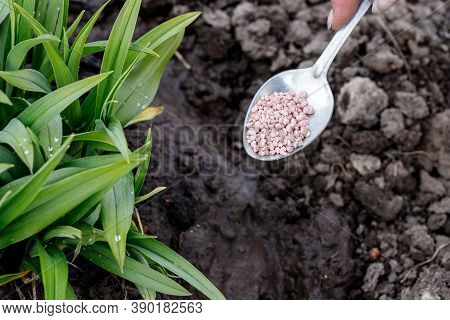 Male Hand Giving Urea Plant Fertilizer On Ground