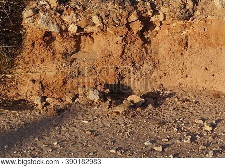 Bird Of Fringillidae Family Foraging On The Desert Plant