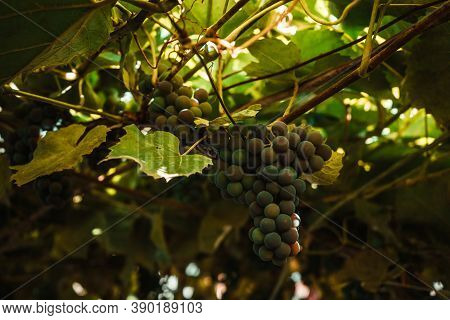 Ripens Fresh Grape Harvest For Wine In The Vineyard 1